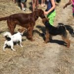 Wandeling Hondenschool Hulst 1 juli